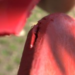 Jackson AllStar Reparatur Front 09